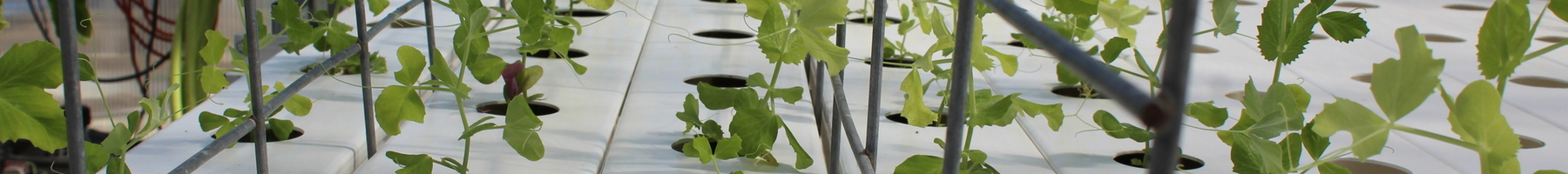 Pea sprouts on a table, each sprout its own circle of dirt, plus a trellis to climb