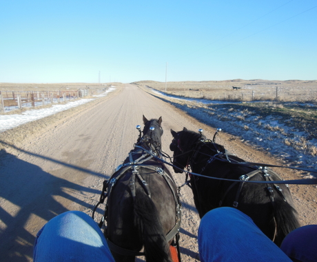 View from riding in a horse-drawn carriage