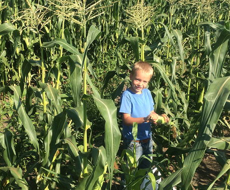 Boy in corn field