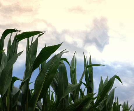 corn and sky