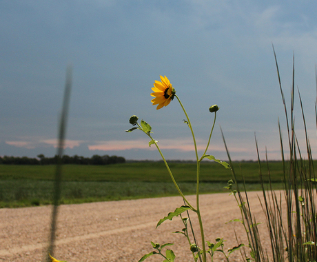 Sunflower near gravel road