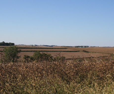 Field during harvest