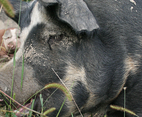 Hog close up