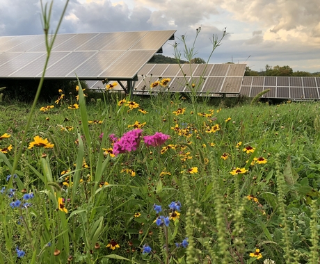 solar panels with wild flowers in foreground
