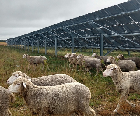 Sheep grazing below solar panels, with sheep in foreground