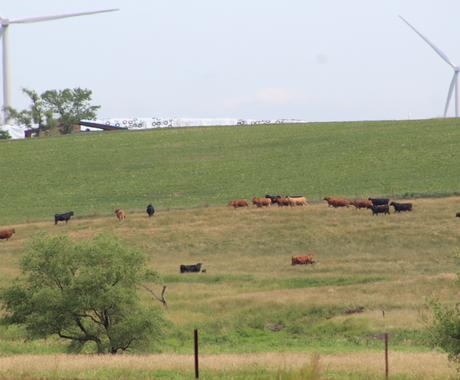 Cows in pasture with wind turbines behind