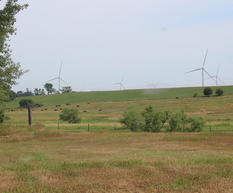 Wind turbines with cattle and fields in the foreground