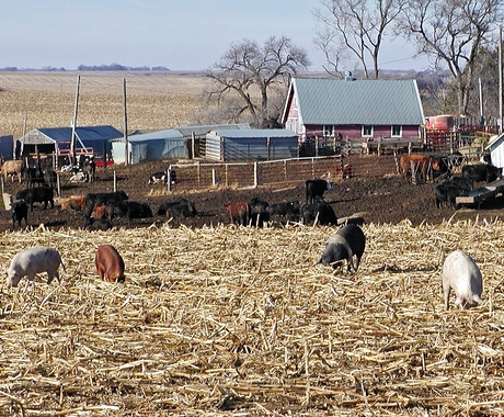 hogs in pasture