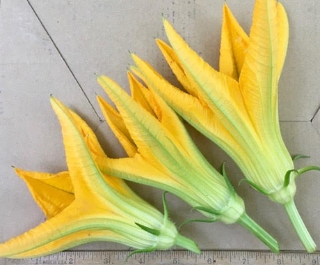 Three squash blossoms and a ruler