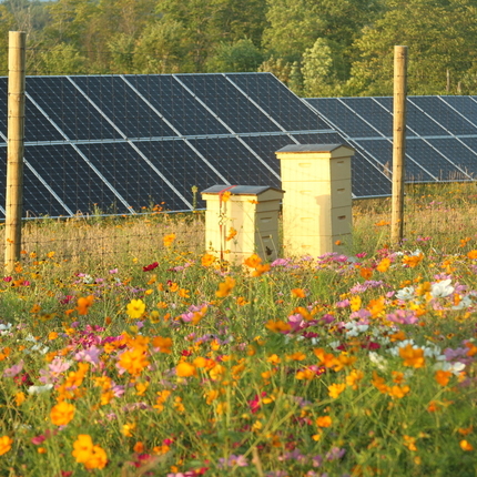 Bee hives on a solar site.
