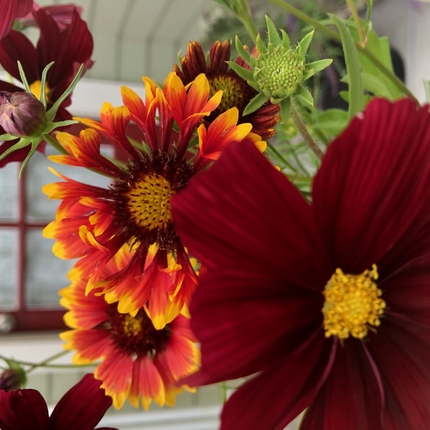 Colorful flowers in dark red, yellow and pink
