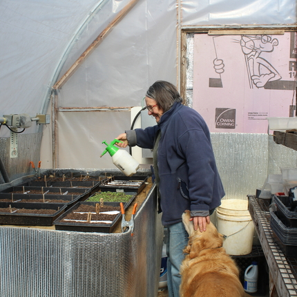 Woman in a gray coat watering starter plants in a hoophouse. Her other hand is petting the head of a golden dog.