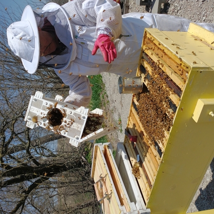person in protective suit holding/installing bee panel