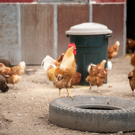 Different brown colored chickens walk around in an enclosed area with an old tire on the ground and a grey trash bin in foreground