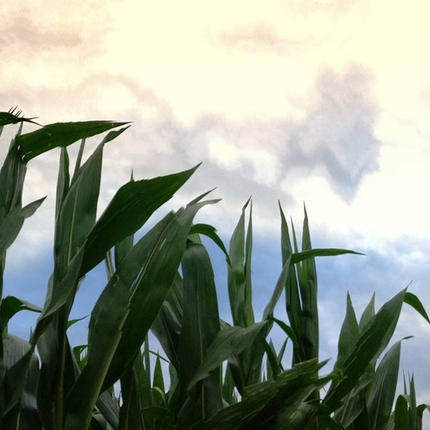 corn and sky