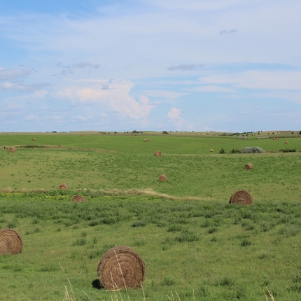hay field with bales