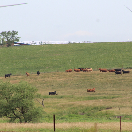 Cows in pasture with wind turbines behind