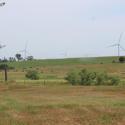 Wind turbines with cattle and fields in the foreground