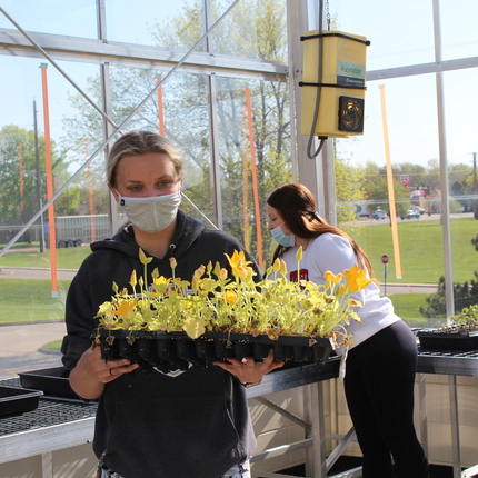 A female college student in a greenhouse holding a tray of start up pepper plants