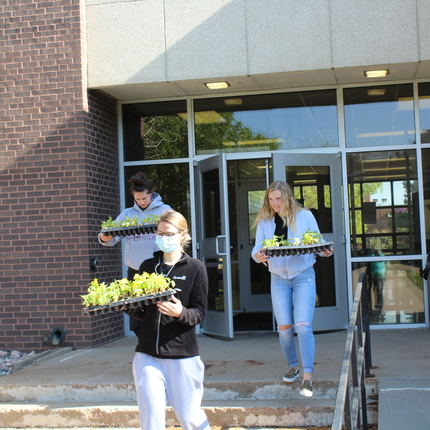 Three college students carrying trays of starter tomato plants out of a building
