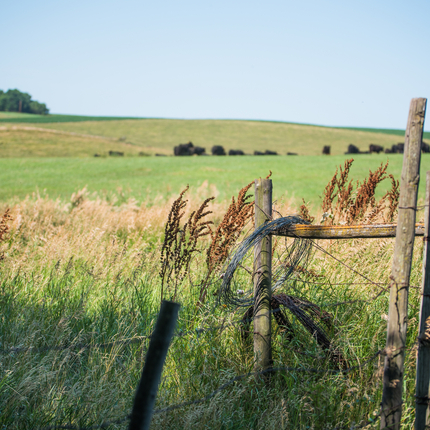 Grass along fenceline, pasture behind