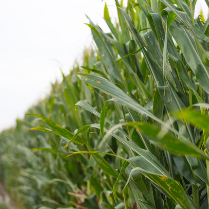 full grown corn field, up close