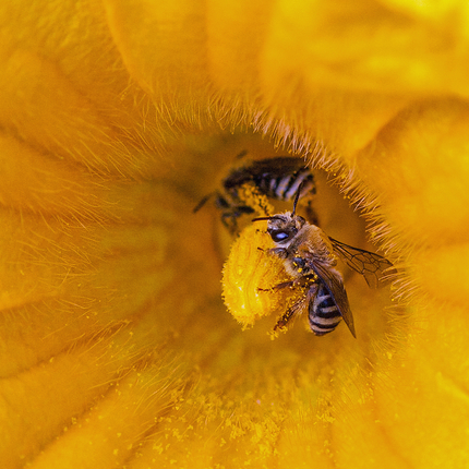 Bee on squash