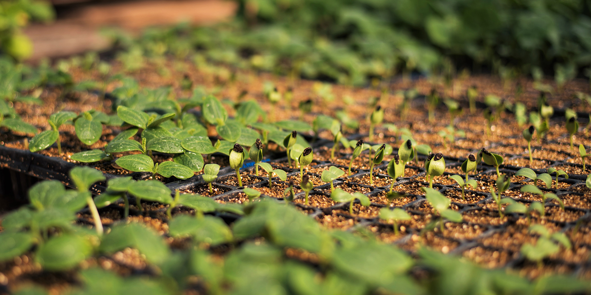 Plantas que crecen en invernadero