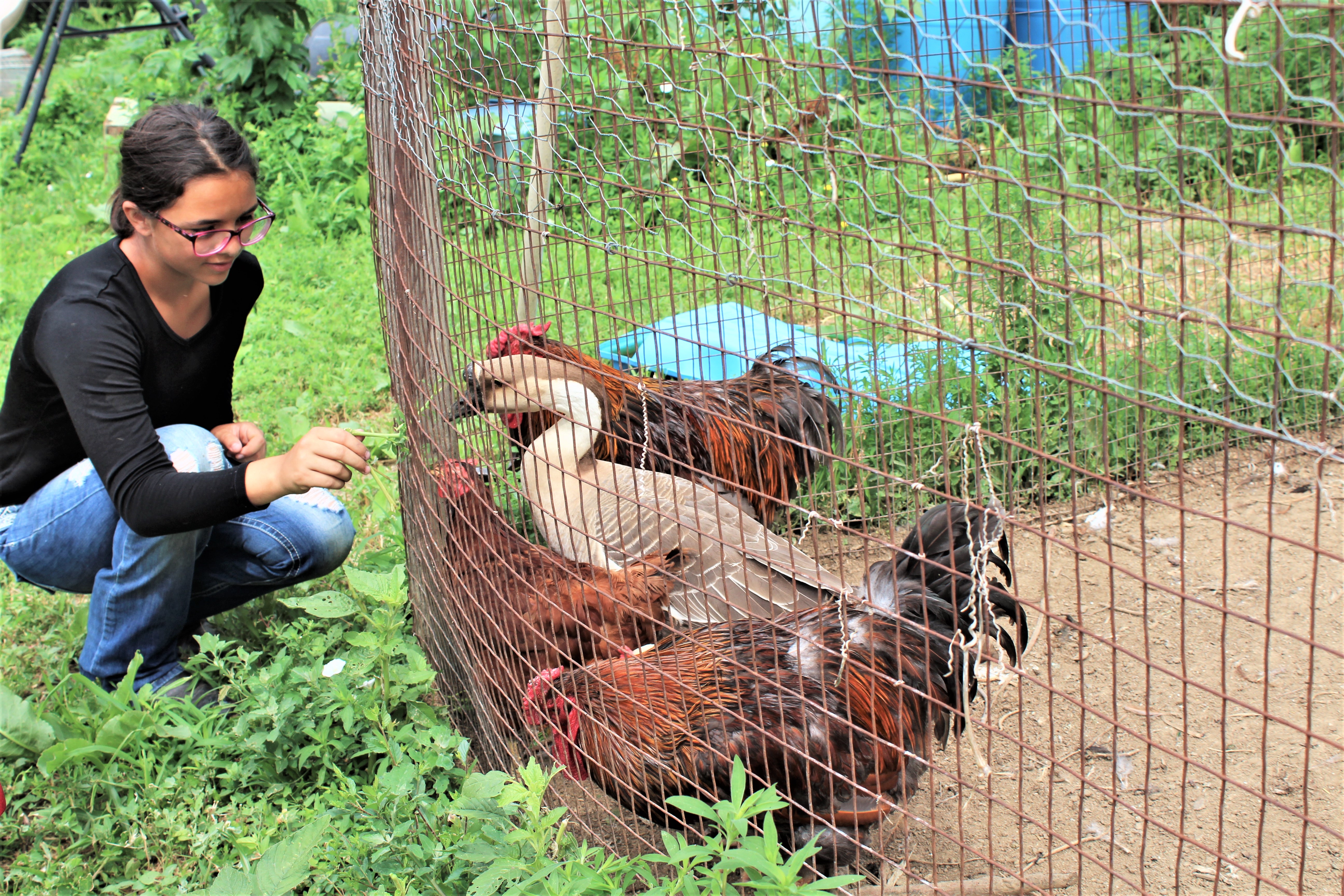 Niña con pollo