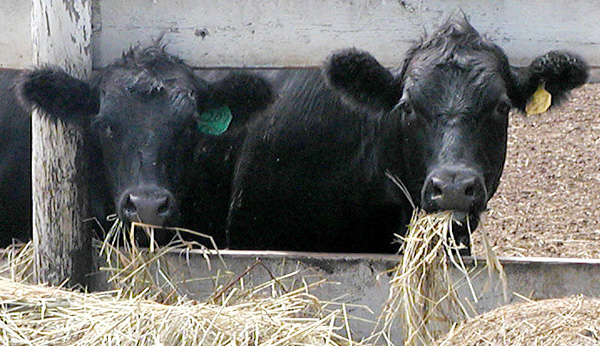 Two Calves