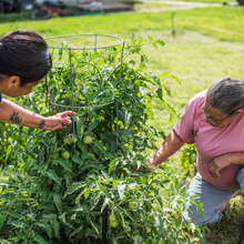 Dos mujeres agachadas a cada lado de una planta de tomate, examinando la planta. La planta tiene pequeños tomates. 