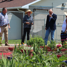 Two men and two women standing in a garden, one man tasting a plant