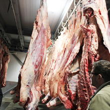 Two men looking at hanging beef carcasses in a cooler