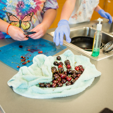 Student pitting and cutting cherries