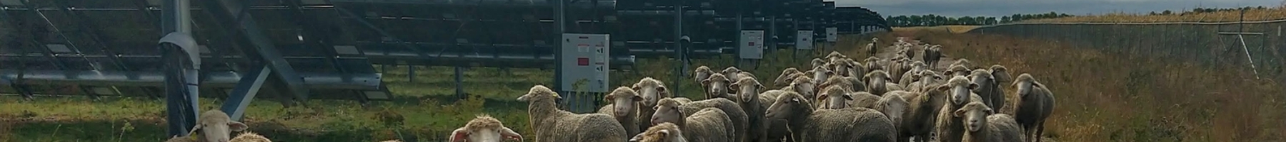 A flock of sheep walk on a muddy path toward the camera. To the right are solar panels. The sky is grey and cloudy.