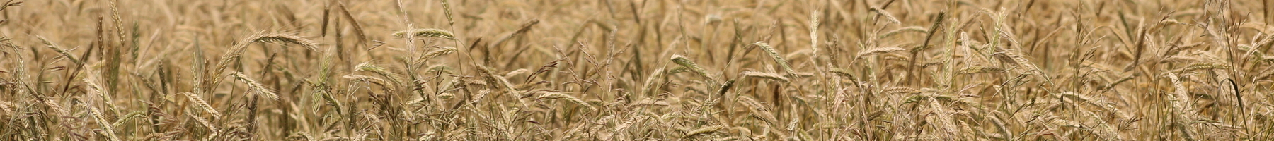 Field of light brown wheat