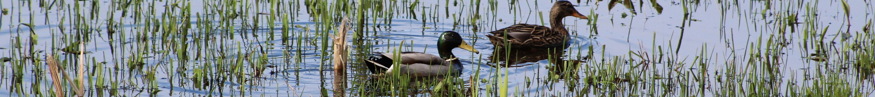 two ducks in water
