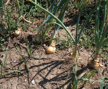 Onions in ground