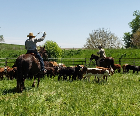 Men on horseback roping calves
