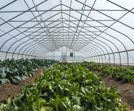 A high tunnel protects crops 