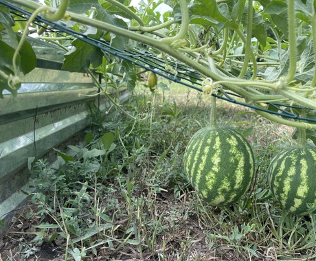 Watermelon being grown in a garden.