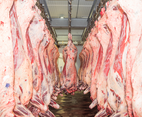 Skinned animals hanging in a meat locker/cooler space