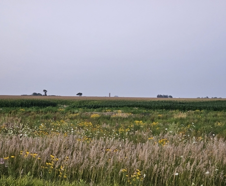 A conservation reserve program field with yellow and white wildflowers and native grasses with a corn field in the background. Behind the cornfield are a handful of trees with solid light blue skies above.