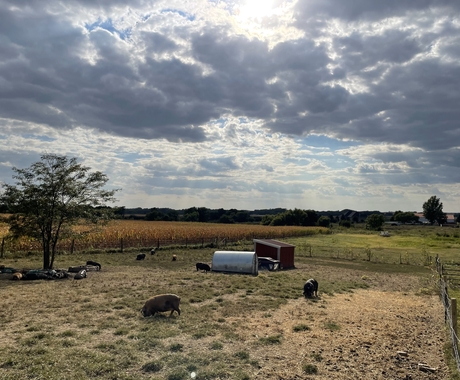 A field with pits grazing and cloudy sky above.