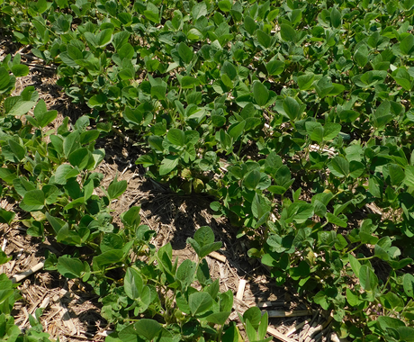 No-till soybean field with corn stubble.