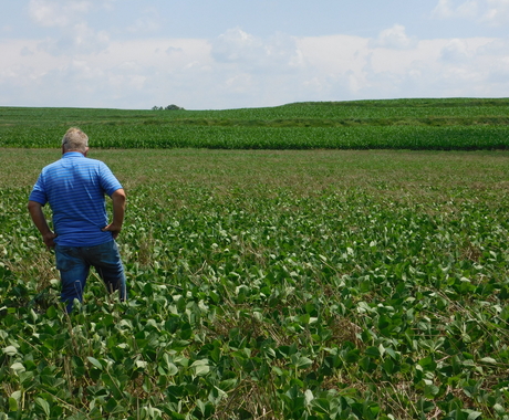 Older white male wearing a short sleeve shirt and blue jeans walks in a soybean field with terminated rye cover crop.