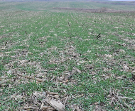 A farm field with green crops coming up through dry corn stalks