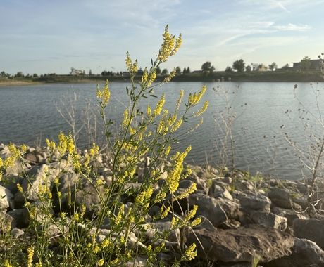 Plants and rocks alongside a lake.