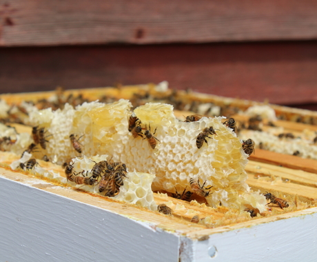 Inside of a beehive - honeybees on honeycomb