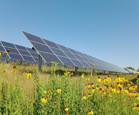 Solar panels in a field with native vegetation.